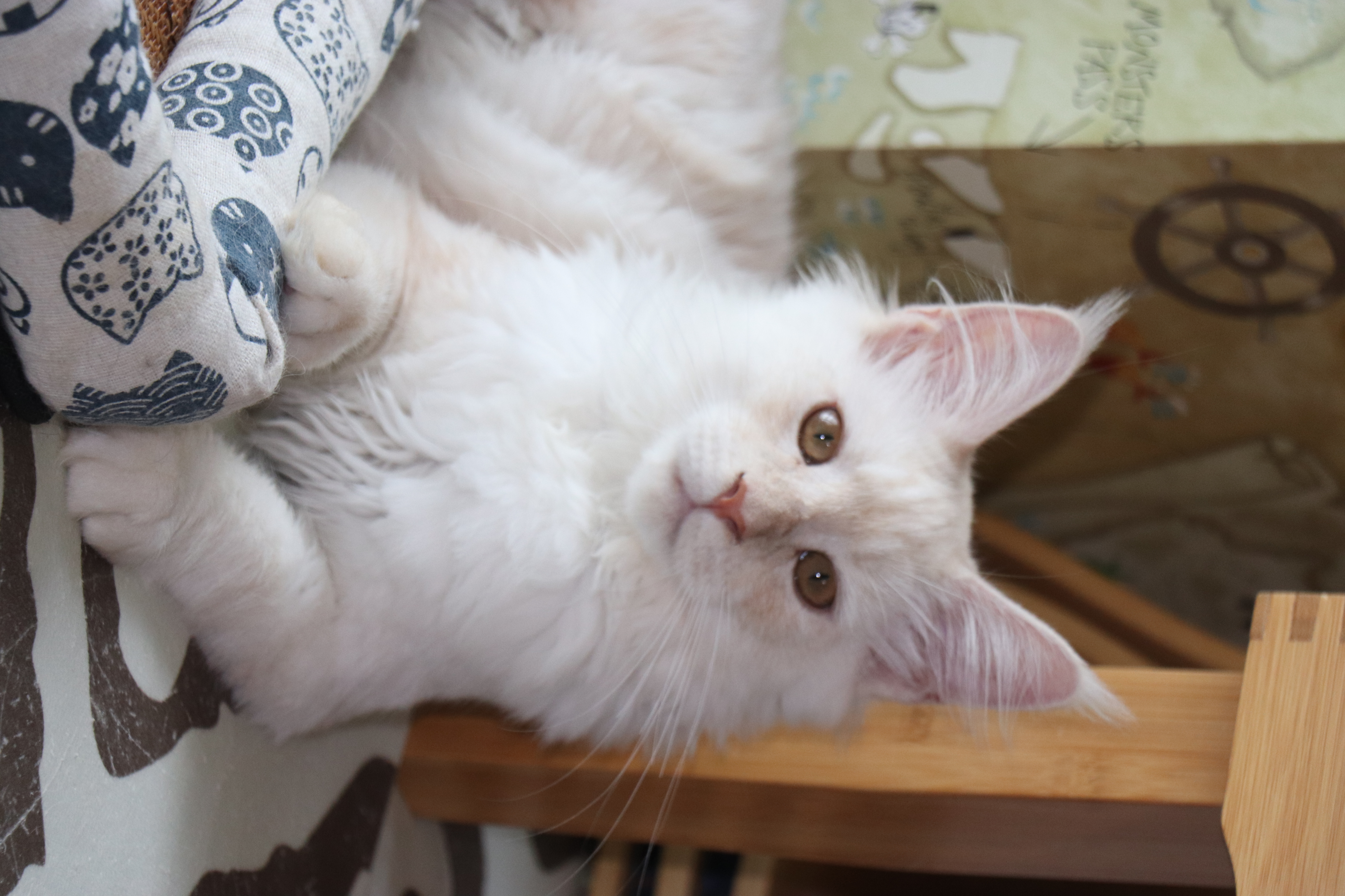 凯米尔 缅因猫